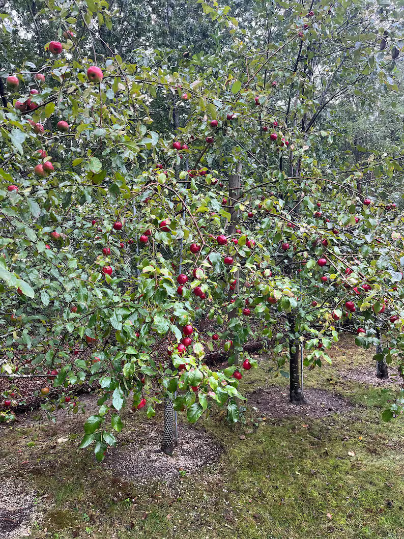 Homemade Apple Jam
