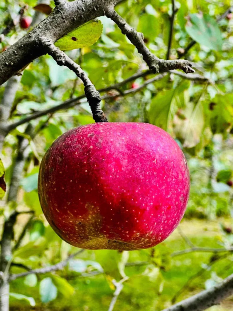 Homemade Apple Jam