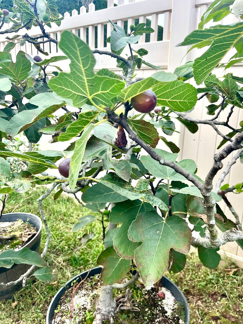 Homemade Fig Jam